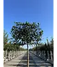 Kaukasischer Kirschlorbeer Spalier | Prunus laurocerasus 'Caucasica'