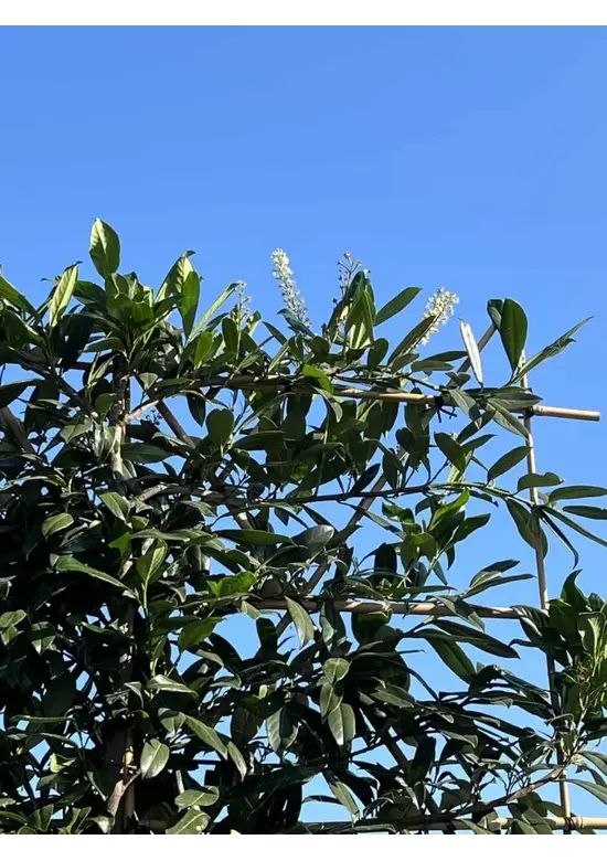 Kaukasischer Kirschlorbeer Spalier | Prunus laurocerasus 'Caucasica'