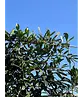 Kaukasischer Kirschlorbeer Spalier | Prunus laurocerasus 'Caucasica'