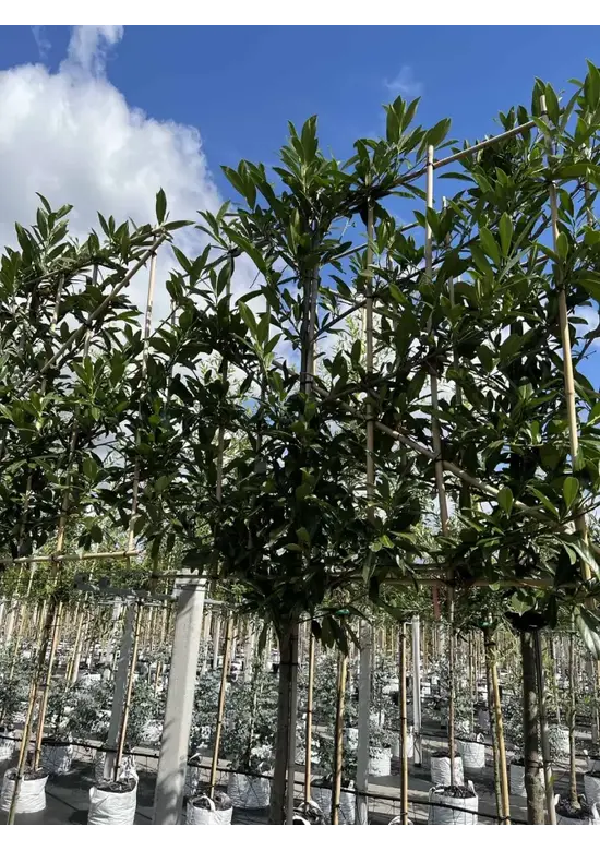 Kaukasischer Kirschlorbeer Spalier | Prunus laurocerasus 'Caucasica'