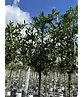 Kaukasischer Kirschlorbeer Spalier | Prunus laurocerasus 'Caucasica'