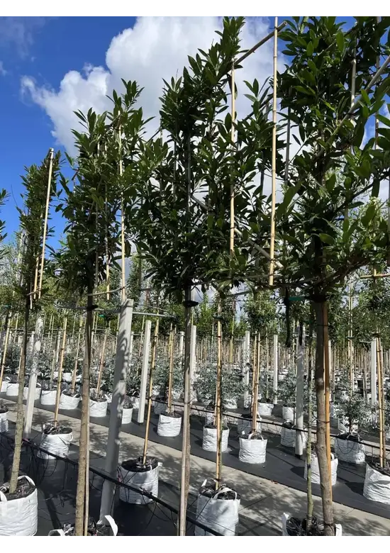 Kaukasischer Kirschlorbeer Spalier | Prunus laurocerasus 'Caucasica'