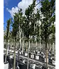 Kaukasischer Kirschlorbeer Spalier | Prunus laurocerasus 'Caucasica'