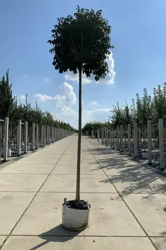 Kugel-Blumenesche 'Mecsek' | Fraxinus ornus 'Mecsek'