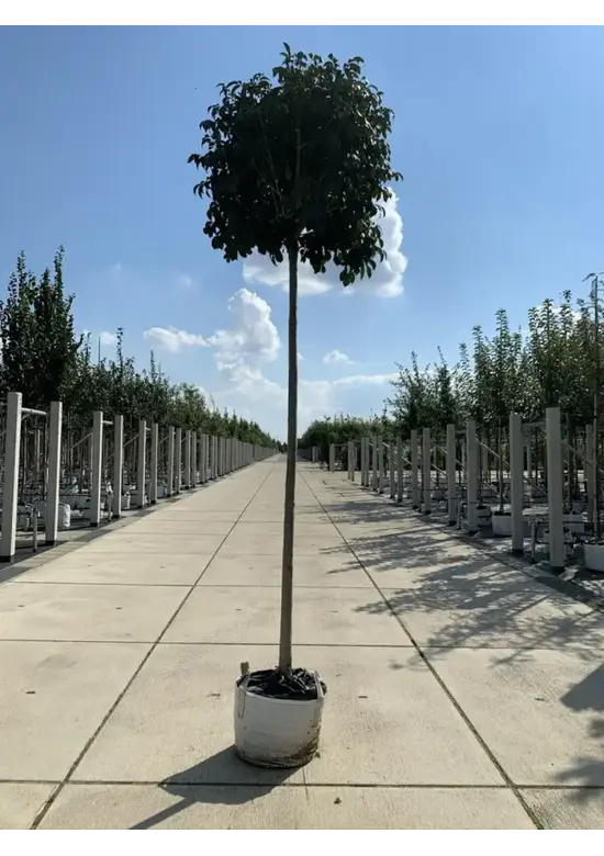 Kugel-Blumenesche 'Mecsek' | Fraxinus ornus 'Mecsek'