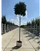 Kugel-Blumenesche 'Mecsek' | Fraxinus ornus 'Mecsek'
