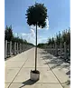 Kugel-Blumenesche 'Mecsek' | Fraxinus ornus 'Mecsek'