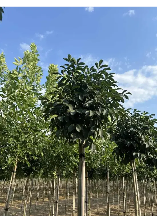 Kugel-Blumenesche 'Mecsek' | Fraxinus ornus 'Mecsek'