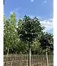Kugel-Blumenesche 'Mecsek' | Fraxinus ornus 'Mecsek'