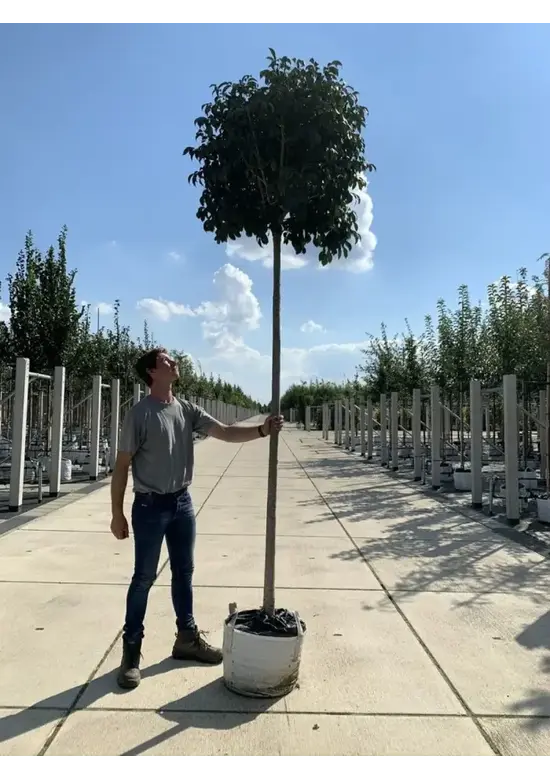 Kugel-Blumenesche 'Mecsek' | Fraxinus ornus 'Mecsek'