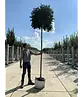 Kugel-Blumenesche 'Mecsek' | Fraxinus ornus 'Mecsek'