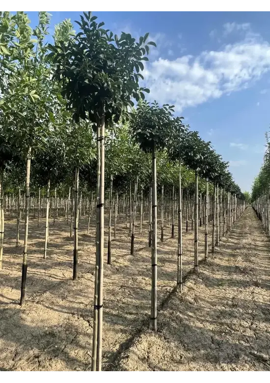 Kugel-Blumenesche 'Mecsek' | Fraxinus ornus 'Mecsek'