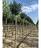 Kugel-Blumenesche 'Mecsek' | Fraxinus ornus 'Mecsek'