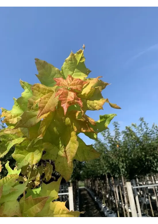 Gelber-Kugelahorn 'Golden Globe' | Acer platanoides 'Golden Globe'