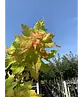 Gelber-Kugelahorn 'Golden Globe' | Acer platanoides 'Golden Globe'