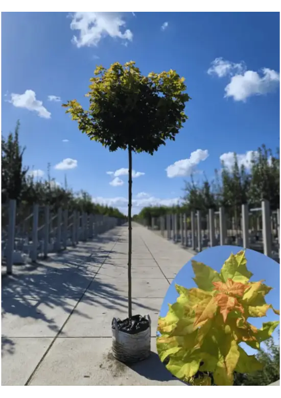 Gelber-Kugelahorn 'Golden Globe' | Acer platanoides 'Golden Globe'