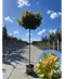 Gelber-Kugelahorn 'Golden Globe' | Acer platanoides 'Golden Globe'