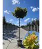 Gelber-Kugelahorn 'Golden Globe' | Acer platanoides 'Golden Globe'