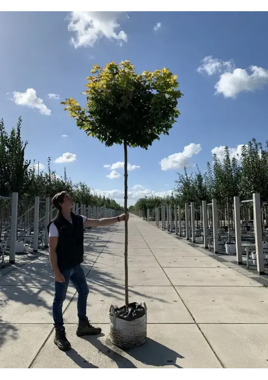 Gelber-Kugelahorn 'Golden Globe' | Acer platanoides 'Golden Globe'