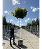 Gelber-Kugelahorn 'Golden Globe' | Acer platanoides 'Golden Globe'