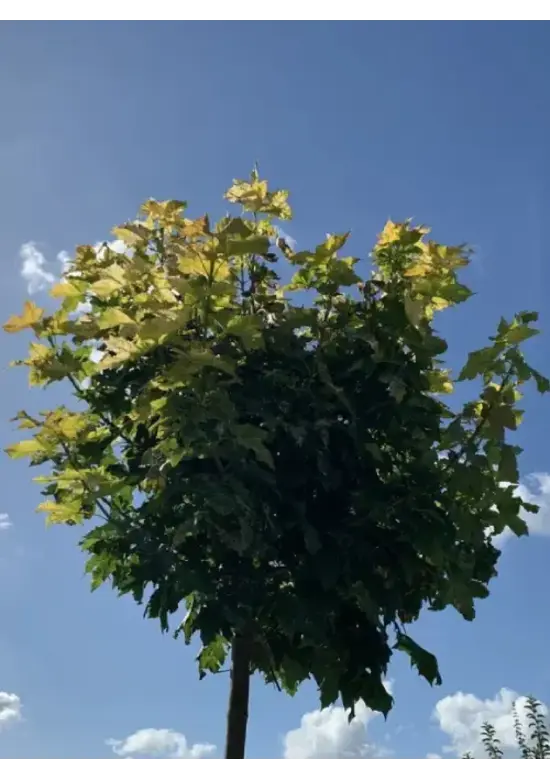 Gelber-Kugelahorn 'Golden Globe' | Acer platanoides 'Golden Globe'