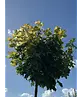 Gelber-Kugelahorn 'Golden Globe' | Acer platanoides 'Golden Globe'