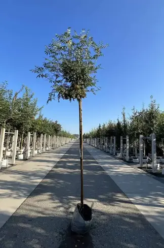 Japanische Eberesche 'Fireball' | Sorbus commixta 'Fireball'
