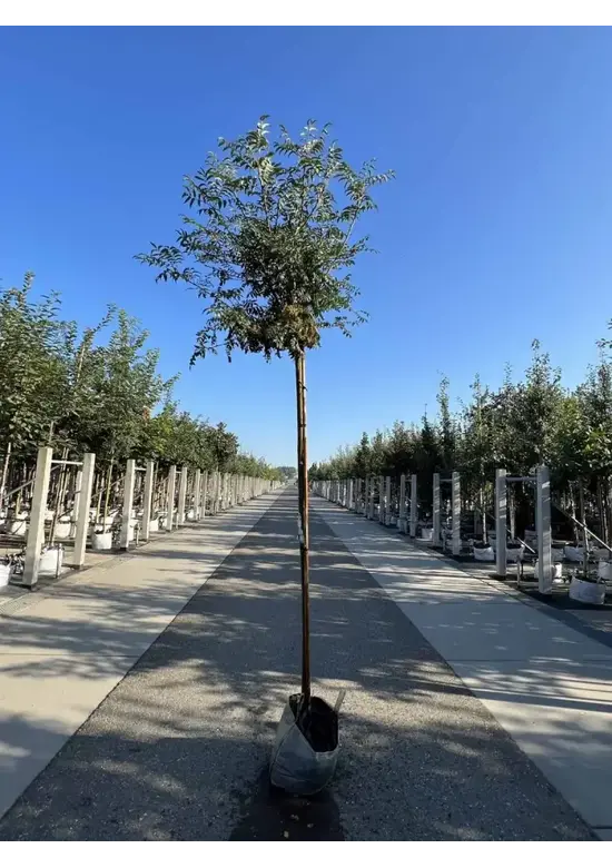 Japanische Eberesche 'Fireball' | Sorbus commixta 'Fireball'