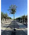 Japanische Eberesche 'Fireball' | Sorbus commixta 'Fireball'