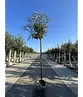 Japanische Eberesche 'Fireball' | Sorbus commixta 'Fireball'