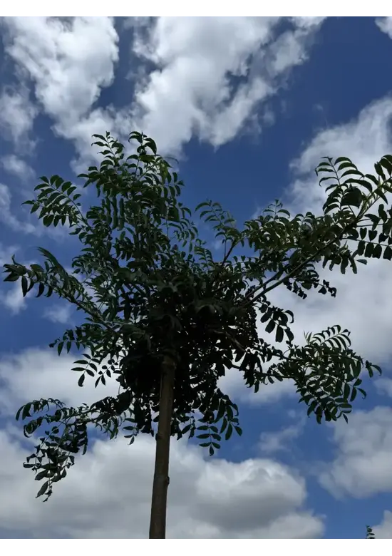 Japanische Eberesche 'Fireball' | Sorbus commixta 'Fireball'