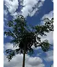 Japanische Eberesche 'Fireball' | Sorbus commixta 'Fireball'