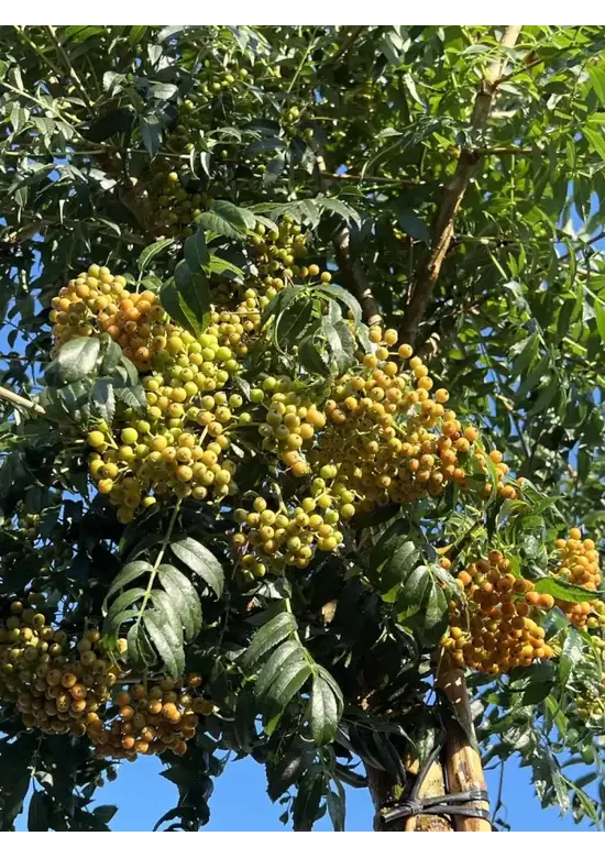 Japanische Eberesche 'Fireball' | Sorbus commixta 'Fireball'
