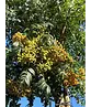 Japanische Eberesche 'Fireball' | Sorbus commixta 'Fireball'
