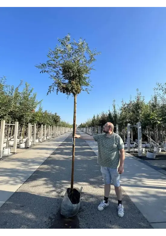 Japanische Eberesche 'Fireball' | Sorbus commixta 'Fireball'