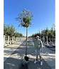 Japanische Eberesche 'Fireball' | Sorbus commixta 'Fireball'