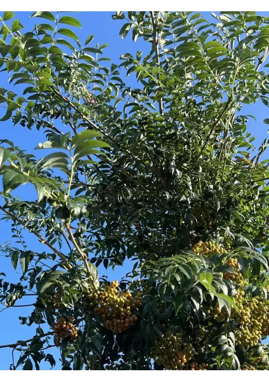 Japanische Eberesche 'Fireball' | Sorbus commixta 'Fireball'