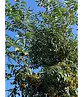 Japanische Eberesche 'Fireball' | Sorbus commixta 'Fireball'