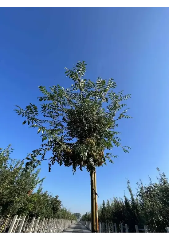 Japanische Eberesche 'Fireball' | Sorbus commixta 'Fireball'