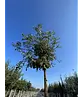 Japanische Eberesche 'Fireball' | Sorbus commixta 'Fireball'