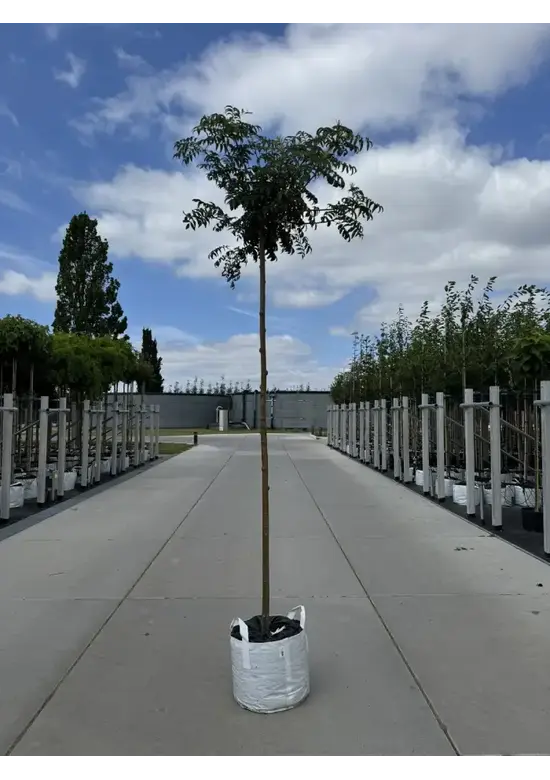 Japanische Eberesche 'Fireball' | Sorbus commixta 'Fireball'