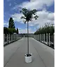 Japanische Eberesche 'Fireball' | Sorbus commixta 'Fireball'