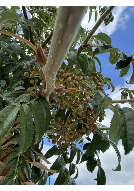Japanische Eberesche 'Fireball' | Sorbus commixta 'Fireball'