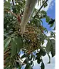 Japanische Eberesche 'Fireball' | Sorbus commixta 'Fireball'