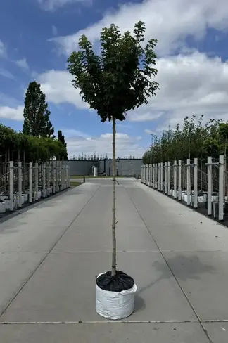 Kugel Feldahorn 'Annys Globe' | Acer campestre 'Annys Globe'