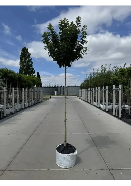 Kugel Feldahorn 'Annys Globe' | Acer campestre 'Annys Globe'