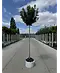 Kugel Feldahorn 'Annys Globe' | Acer campestre 'Annys Globe'