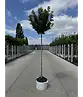 Kugel Feldahorn 'Annys Globe' | Acer campestre 'Annys Globe'