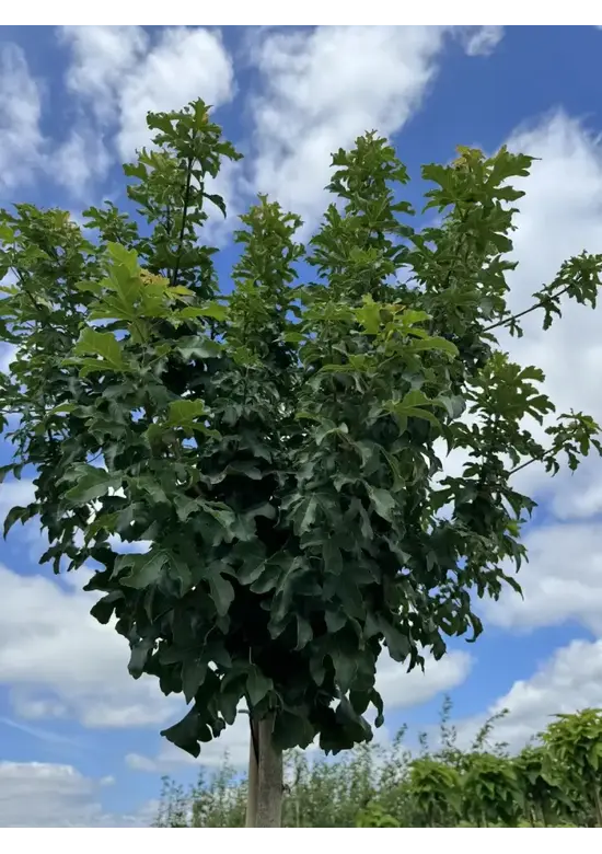 Kugel Feldahorn 'Annys Globe' | Acer campestre 'Annys Globe'