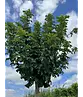 Kugel Feldahorn 'Annys Globe' | Acer campestre 'Annys Globe'
